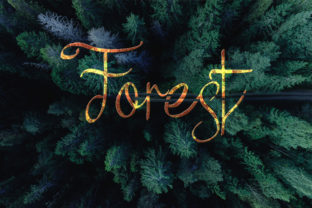 Forest Typeface for Editorial Design